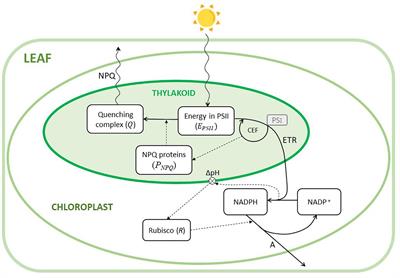 A System Dynamics Approach to Model Photosynthesis at Leaf Level Under Fluctuating Light